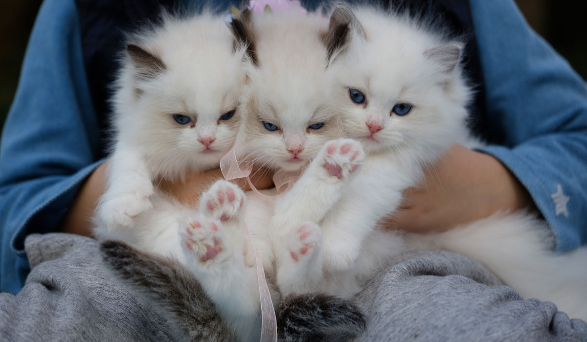 Deep Energy Healing Sessions for Animals